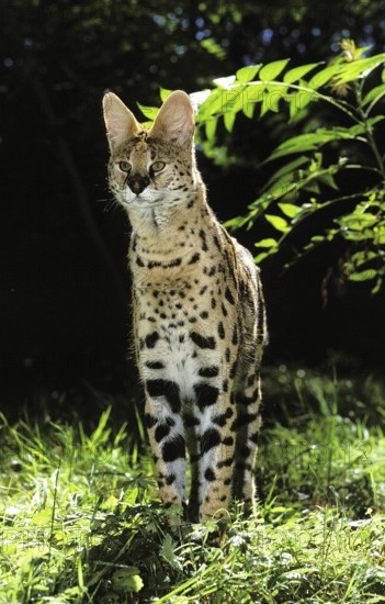 SERVAL (leptailurus serval), ADULT STANDING ON GRASS