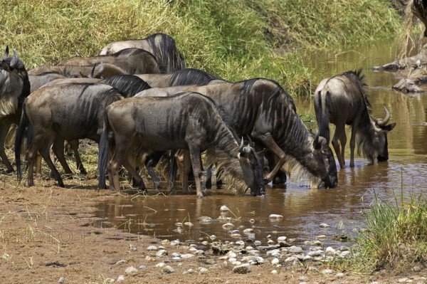 Blue Wildebeest (connochaetes taurinus), Herd migrating, Drinking at River, Masai Mara Park in Kenya