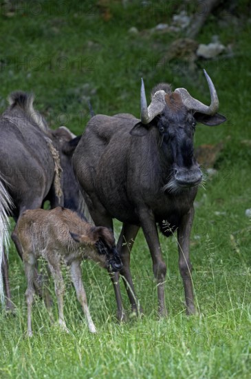 Black Wildebeest (connochaetes gnou), Female with Calf standing on Grass