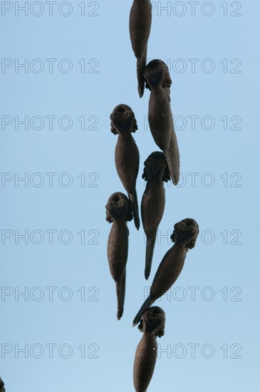 Common toad (Bufo bufo), tadpole, tadpole