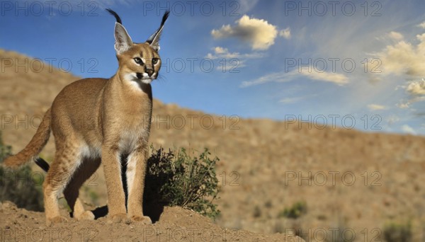 AI generated, animal, animals, mammal, mammals, biotope, habitat, a, individual, foraging, wildlife, Africa, South Africa, Asia, Central Asia, steppes, cat, cats, predator, caracal, desert lynx, caracal caracal), rests, hunts. jumps, Africa