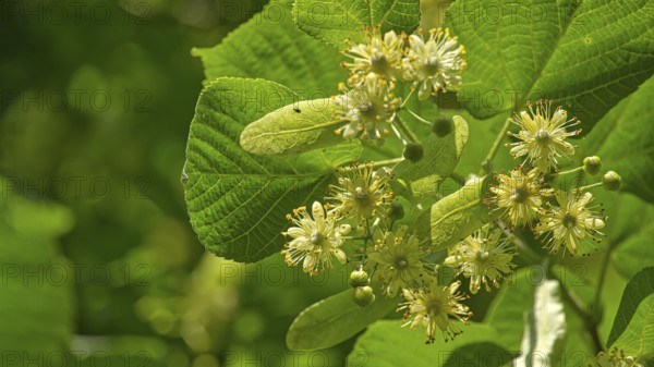 Linden tree branch adorned with small yellow flowers and surrounded by large green leaves, linden flowers exhibit varying stages of bloom with some petals open and others yet to unfurl