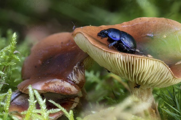 Close-up of a brown milk mushroom Lactarius between pine needles and moss with black beetle