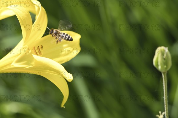 Honey bee collecting nectar in flight on a yellow lily flower. Busy insect. Dynamically moving wings. Honey is harvested by bees. Animal photo from nature