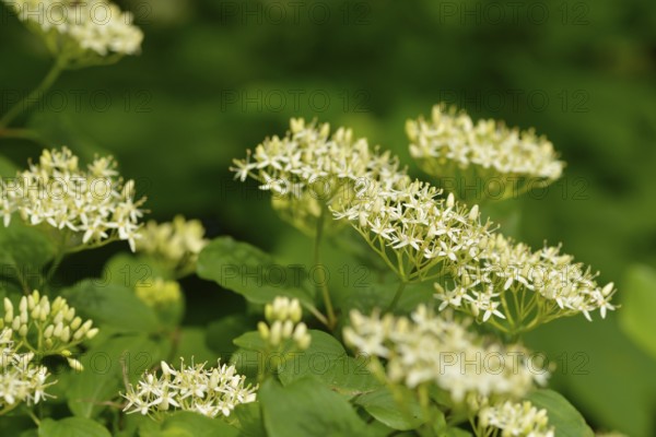 Flowering elderberry. Sambucus nigra in bloom, lots of small white flowers