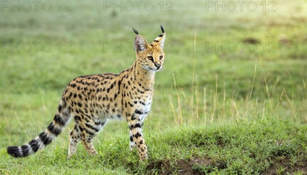 AI generated, animal, animals, mammal, mammals, biotope, habitat, one, individual, foraging, wildlife, caracal, caracal (Caracal caracal), lynx, lynxes