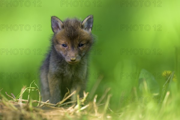 A young fox (Vulpes vulpes) sits on a green meadow, surrounded by grass and plants. It appears attentive and curious, Guxhagen, Hesse, Germany, Europe
