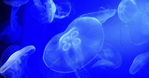 Common Jellyfish or Moon Jellyfish, urelia aurita, Group Swimming