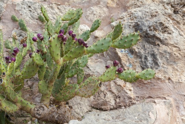 Prickly pear