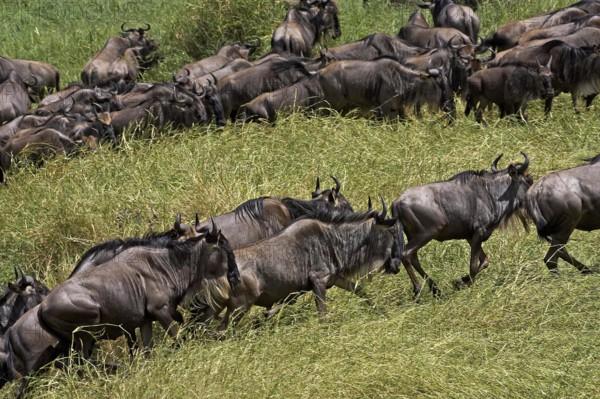 Blue Wildebeest (connochaetes taurinus), Herd migrating, Masai Mara Park in Kenya