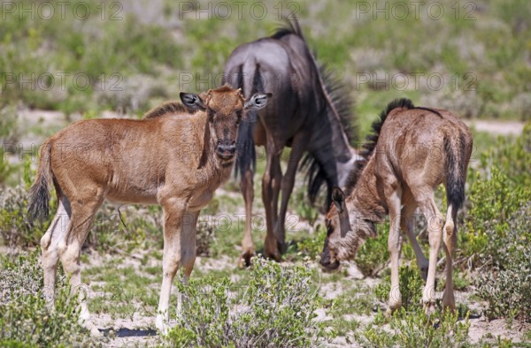Very young wildebeest, Etosha, Namibia, very young wildebeest, Etosha, Namibia, Africa