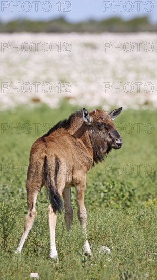 Very young wildebeest, Etosha, Namibia, very young wildebeest, Etosha, Namibia, Africa