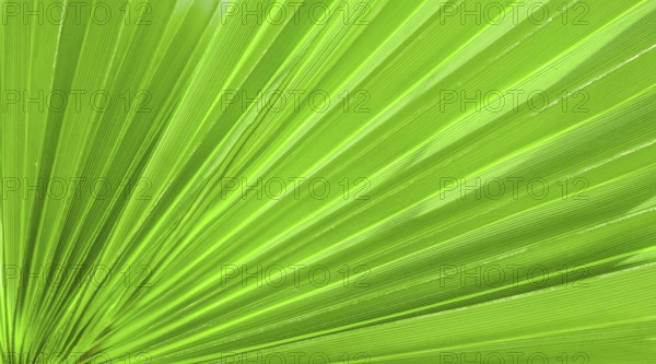 Palm leaf texture for background