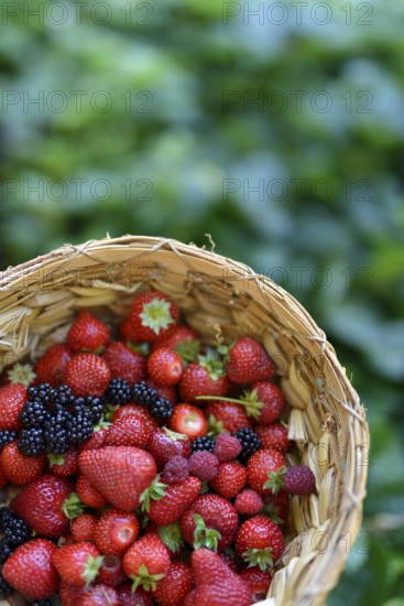 Home grown freshly picked strawberries, blackberries and raspberries in a straw basket with green garden background