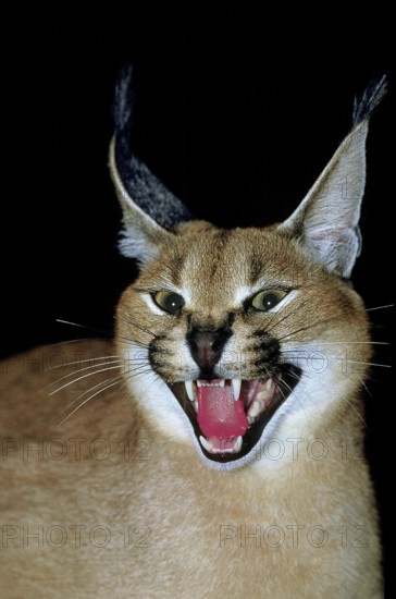 caracal (CARACAL caracal) ADULT SNARLING IN THREAT POSTURE