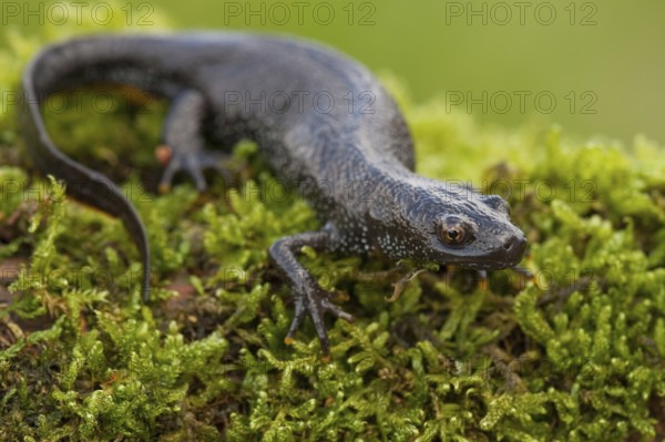 Northern crested newt (Triturus cristatus), Rhineland-Palatinate, Germany, Europe