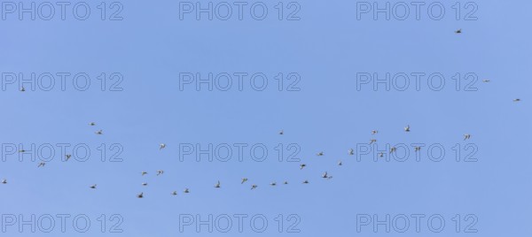 Bar-tailed godwits (Limosa lapponica) in flight over the Wadden Sea off Juist, East Frisian island, Germany. Bar-tailed godwits (Limosa lapponica) in flight over the East Frisian island Juist, Germany, Europe