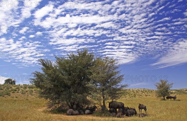Streifengnu, blue wildebeest (Connochaetes taurinus), S