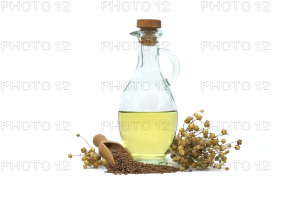 Linseed oil in glass decanter and linseed in wooden scoop near bunch of flax plants isolated on white background. Linum usitatissimum (Common Flax)