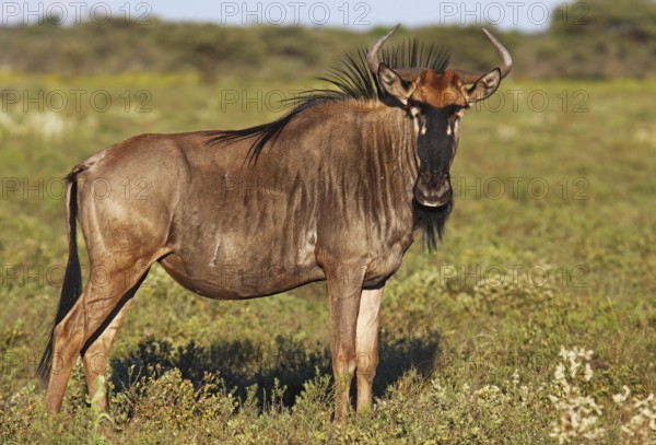 Streifengnu, blue wildebeest (Connochaetes taurinus), Namibia, Africa