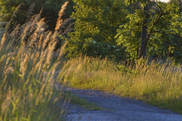 Meadow path