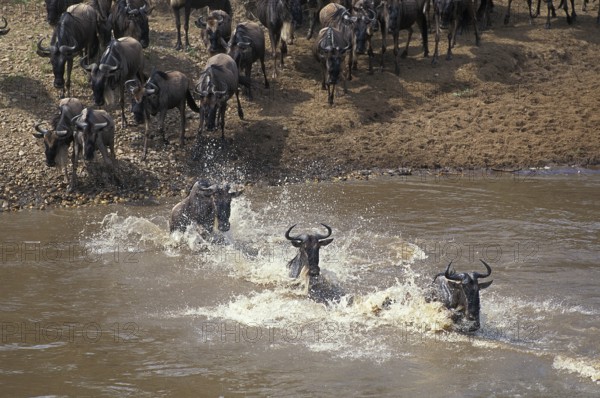 Blue wildebeest (connochaetes taurinus), herd crossing the Mara River during migration, Masai Mara Park in Kenya