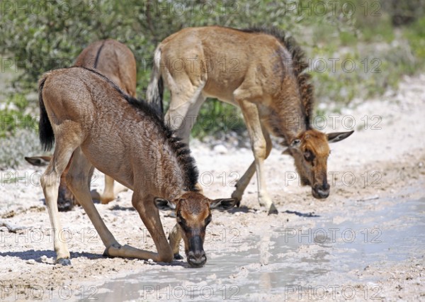 Very young wildebeests, Etosha, Namibia, very young wildebeests, Etosha, Namibia, Africa