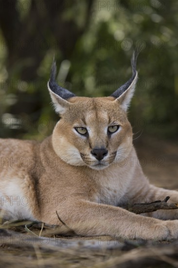 Caracal (caracal caracal)
