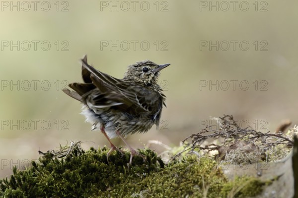 Tree Pipit