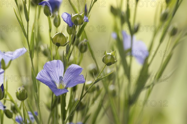 Flowering flax plant over blurred background, beautiful blue flax flower in selective focus