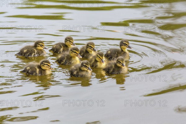 Nine newborn wild ducklings swimming in pond