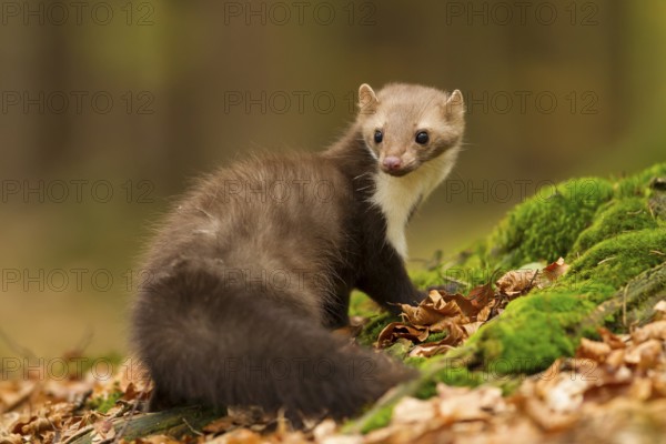 Steinmarder, Martes foina, white breasted marten