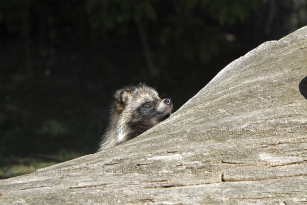 Tanuki