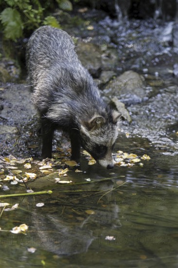 Tanuki