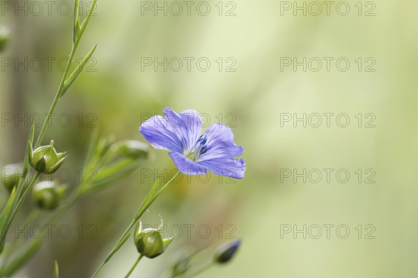 Flowering flax plant over blurred background, beautiful blue flax flower in selective focus and free space for text