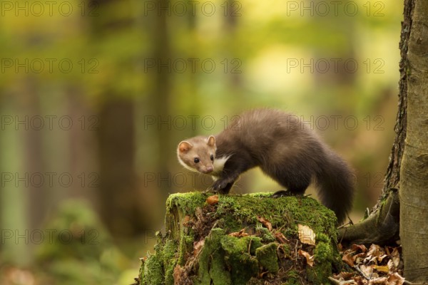 Steinmarder, Martes foina, white breasted marten