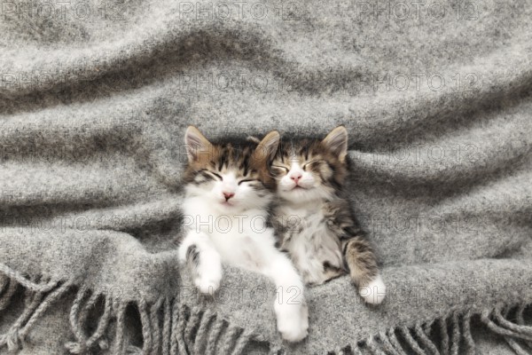 Two little adorable tricolor kittens sleep with eyes closed and lying covered with a gray fluffy blanket. Photo of relaxed sleeping cats that lie upside down. Concept of healthy and happy pet animal