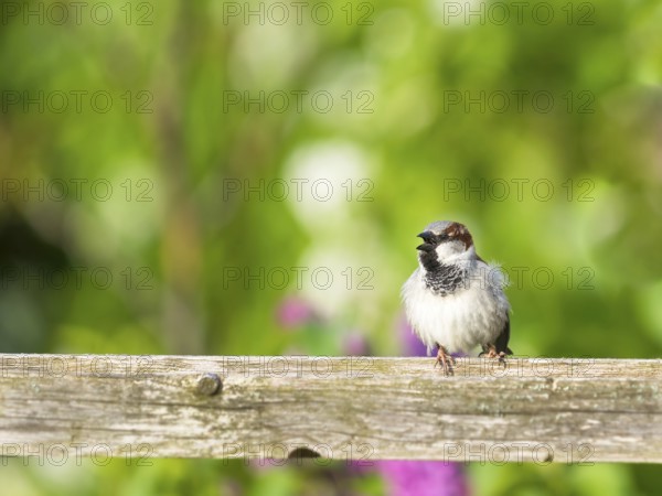 A cute baby House Sparrow, Passer domesticus, perching on a post