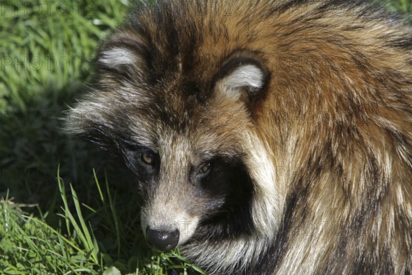 Tanuki