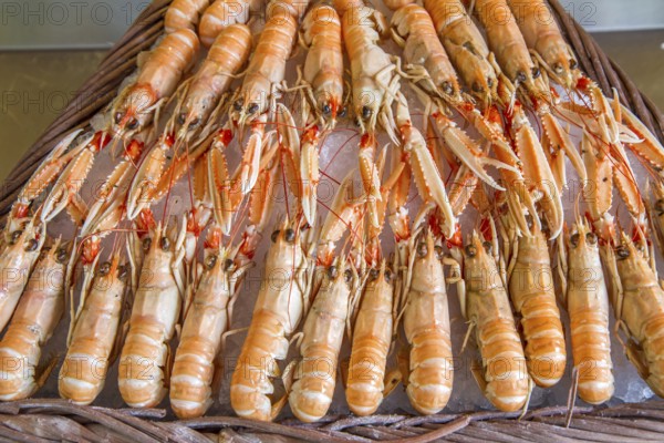 Fresh langoustines at a market in Paris, France, Europe