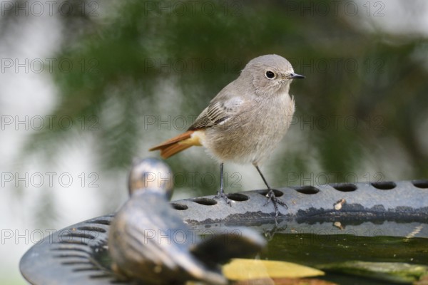 Black redstart on a bird bath