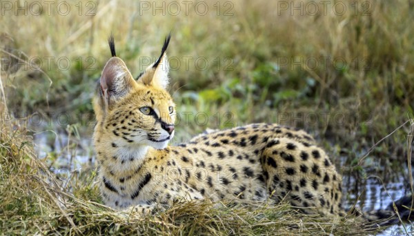 AI generated, animal, animals, mammal, mammals, biotope, habitat, one, individual, foraging, wildlife, caracal, caracal (Caracal caracal), lynx, lynxes