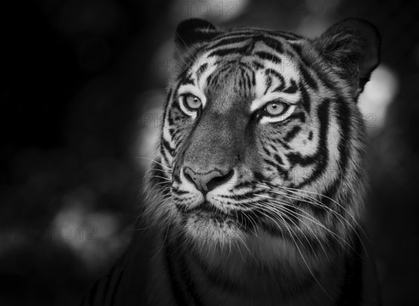 Portrait of a siberian tiger (Panthera tigris altaica) in black and white
