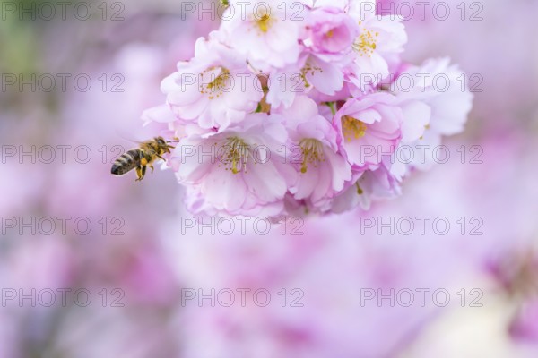 Honeybee flying at a pink flowering cherry tree