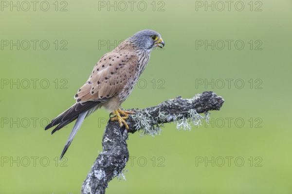 Common kestrel (Falco tinnunculus) m, Spain, Europe
