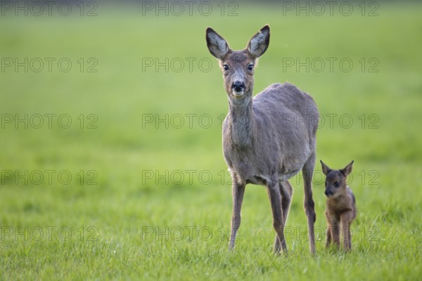 European roe deer (Capreolus capreolus) stand in a meadow and observe the photographer (European Roe Deer) (Western Roe Deer)