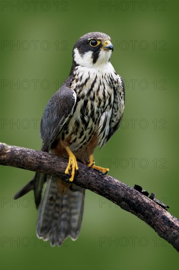 Eurasian hobby (Falco Subbuteo)