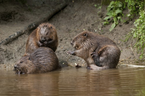 European beavers (Castor fiber), Rosenheim, Bavaria, Germany, Europe