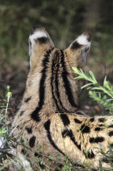 Rear view of a serval (Leptailurus serval) in South Africa