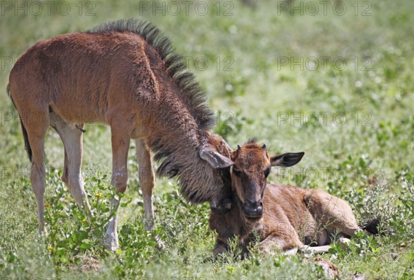 Very young wildebeests, Etosha, Namibia, very young wildebeests, Etosha, Namibia, Africa